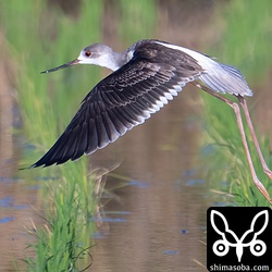 セイタカシギ幼鳥の飛翔。