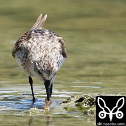 誤解を捕まえたトウネン。