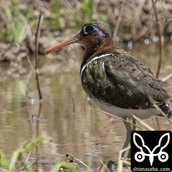 タマシギ成鳥メス。