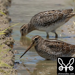 2羽ともチュウジシギ幼鳥。