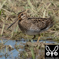 チュウジシギ幼鳥。