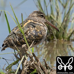 タマシギ成鳥オス。上の個体とペア。交尾していたのでまだ繁殖するのか?
