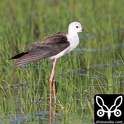 セイタカシギ第1回夏羽から第2回冬羽へ。わずかに第1回夏羽の証が見えています。