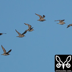 田んぼの上空を飛ぶムナグロの群れ。