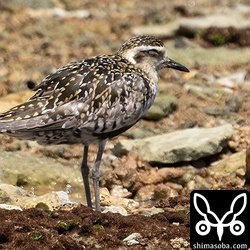 ムナグロ夏羽後期。