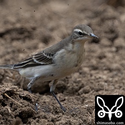 こちらも幼鳥。