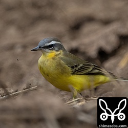 マミジロツメナガセキレイのオス成鳥冬羽。