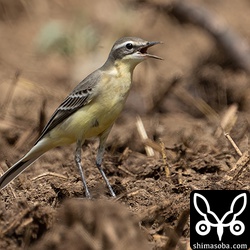 マミジロツメナガセキレイ幼鳥。第1回冬羽。