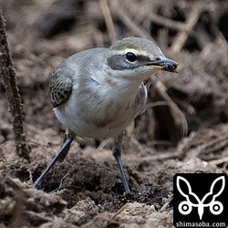 畑にまかれた堆肥からハエのサナギを探し出して食っていました。
