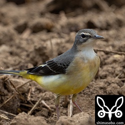 マミジロツメナガセキレイの群れにキセキレイも数羽混じっていました。