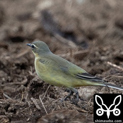 マミジロツメナガセキレイのメス成鳥冬羽。