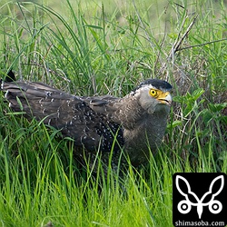 獲物ゲット。こんな狩りのスタイルも羽をボロボロにする原因の一つかも。