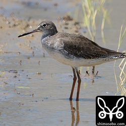 アカアシシギ幼鳥。アカアシシギ幼鳥は `7月27日に初確認 <https://shimasoba.com/blog/1915/>`_ 済み。