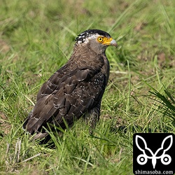 カンムリワシ成鳥。農作業中の田んぼで獲物を狙っていた。