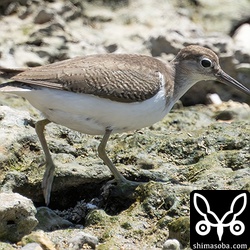 イソシギも8月も最終日になりやっと幼鳥確認。