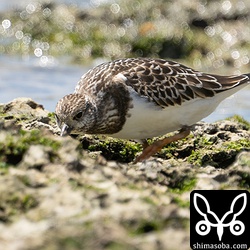 こちらも幼鳥初登場のキョウジョシギ。