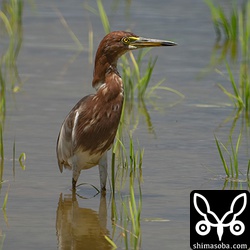 アカガシラサギ到着。1970年以前は二十数年に一度程度のまれな鳥だったようですが、80年代ごろから増え出して繁殖も確認されているようですね。留鳥性が強いと言われるジャワアカガシラサギも増えているので同じ道を辿るかもしれませんね。その次はインドアカガシラサギが増えたりして。^^;