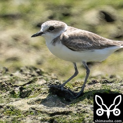シロチドリ成鳥冬羽。