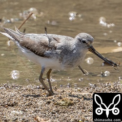 ソリハシシギ第1回夏羽から冬羽へ。