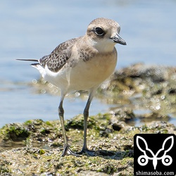 オオメダイチドリ幼鳥。オオメダイチドリも幼鳥は数日前に確認済み。