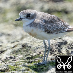 メダイチドリ成鳥冬羽。