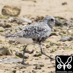 ダイゼン第1回夏羽から冬羽へ。