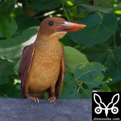 くちばしも羽毛も足も幼いけど、もう渡るんだねー。