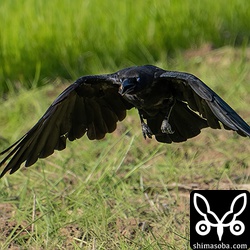 瞬膜を閉じているので白目。^^;