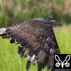 換羽のサイクルが長いので羽がボロボロですね。