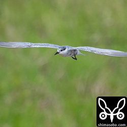 田んぼの上を飛び回るクロハラアジサシ。