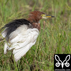 アカガシラサギ夏羽後期でボロボロ。