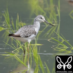 アオアシシギ冬羽へ換羽中。