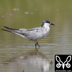 クロハラアジサシ。