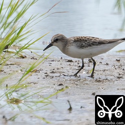 今季初のトウネン幼鳥。