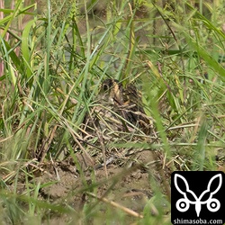 巣作り中のタマシギのオス。