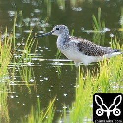 今季初のアオアシシギ幼鳥。