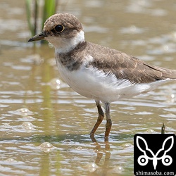 コチドリも幼鳥は今季初確認。