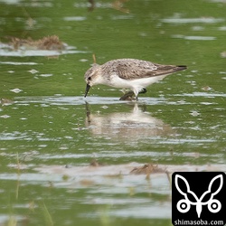 トウネン成鳥。夏羽から冬羽へ。