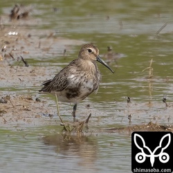こちらも今季初確認となったハマシギの幼鳥。