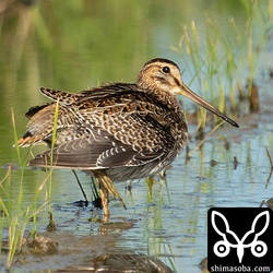 こちらは典型的なチュウジシギ幼鳥。