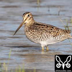 典型的なタイプのチュウジシギ幼鳥。