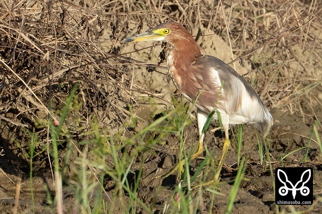 アカガシラサギ