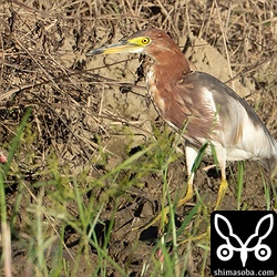アカガシラサギは畔沿いを歩きながらバッタらしきを捕まえていた。