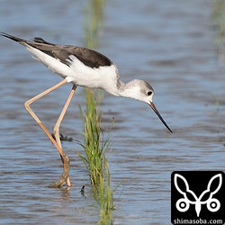 セイタカシギ第1回冬羽。