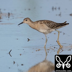 今季初のエリマキシギ幼鳥。サイズ的にメスと思われます。