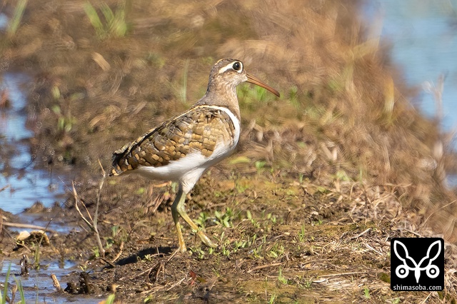 タマシギ