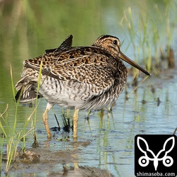 上と同個体。農家の人が歩いて通っても動じない鷹揚な個体でした。