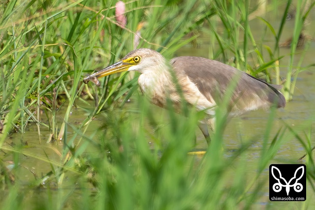 ジャワアカガシラサギ