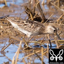 滞在中のヒバリシギはほとんど幼鳥ですが、成鳥もわずかですがいます。