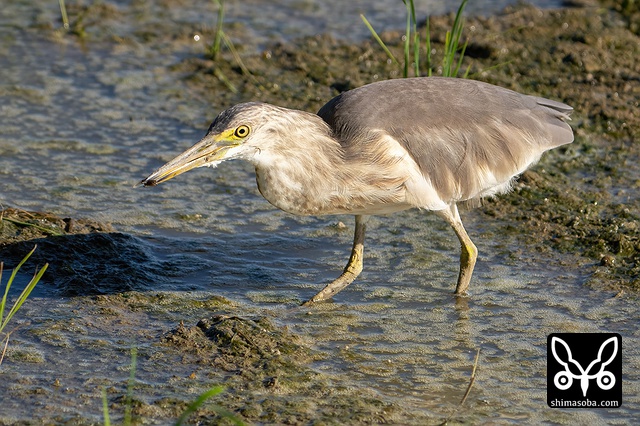 ジャワアカガシラサギ